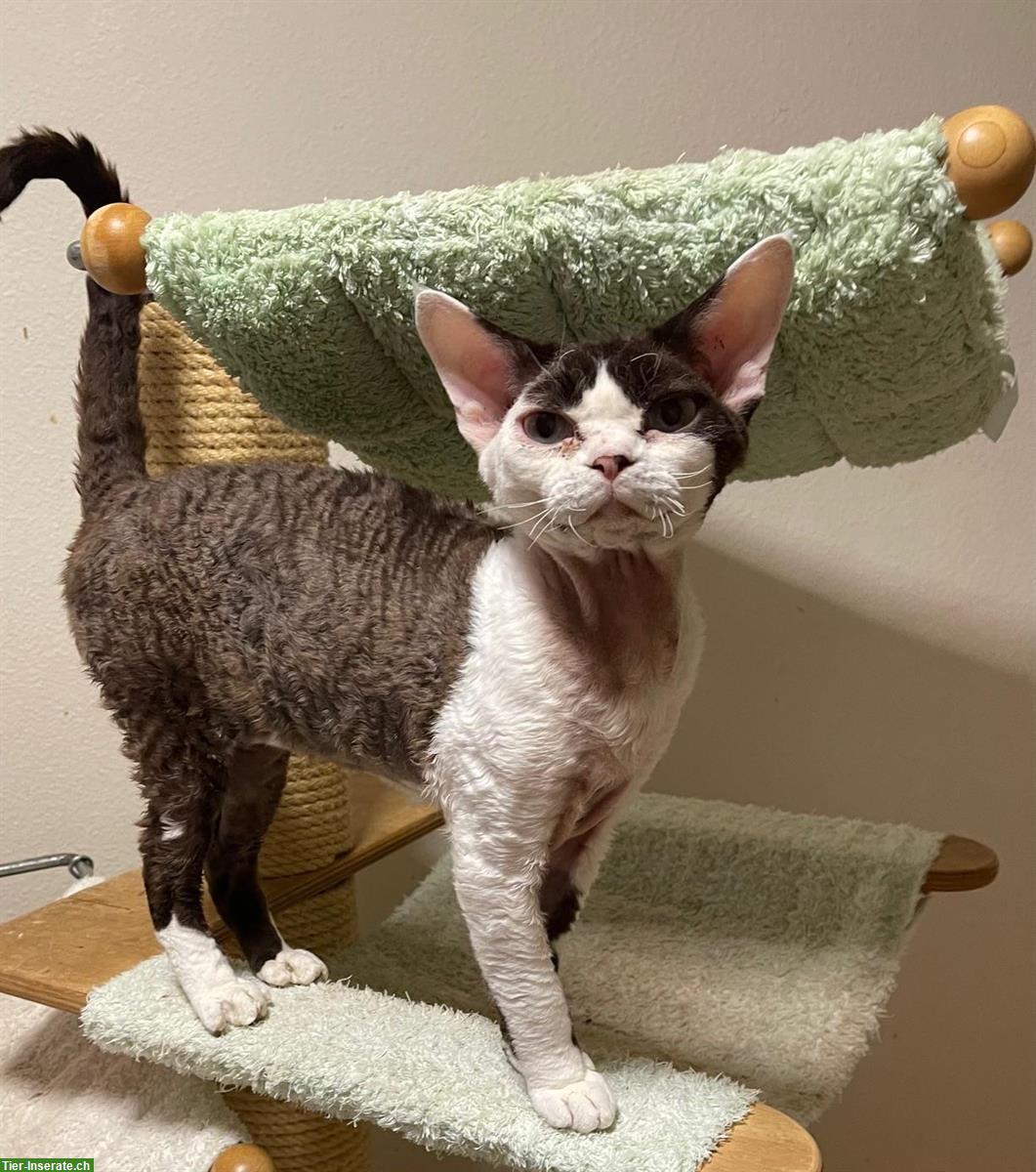 Bild 2: Schöner Devon Rex Kater sucht neue Verwöhneltern