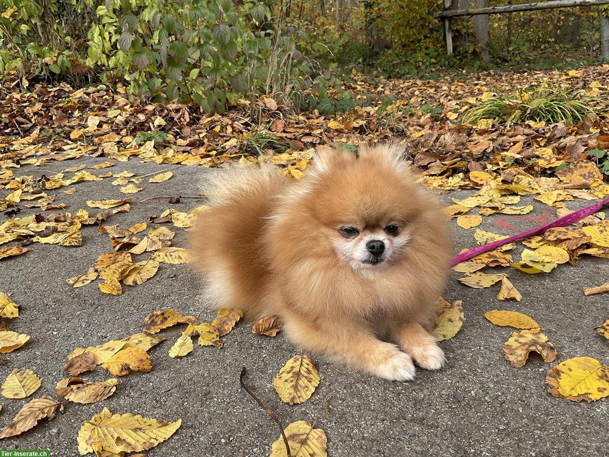 Bild 3: Diya, Pomeranian Hündin, beide Kniescheiben operiert