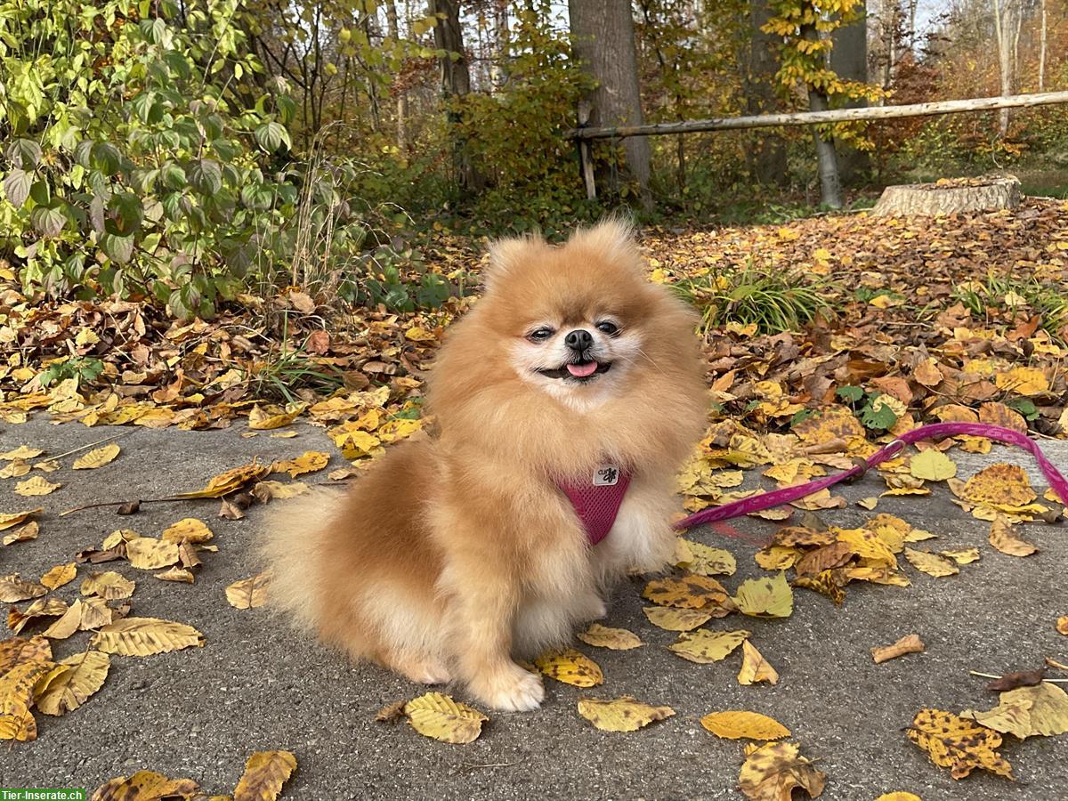 Bild 5: Diya, Pomeranian Hündin, beide Kniescheiben operiert