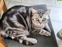 Britisch Kurzhaar Katzen, silber tabby, erwachsen