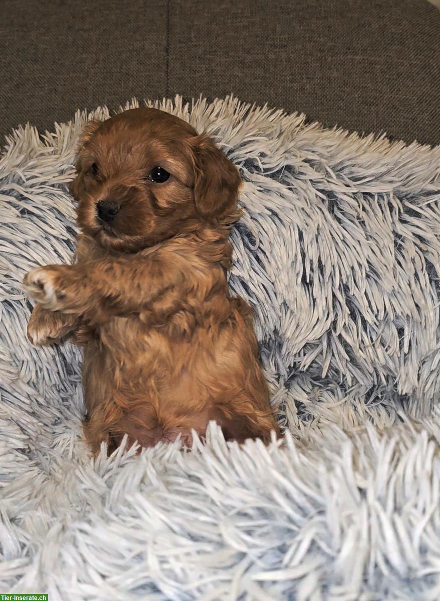 Bild 2: Wunderschöne Maltipoo Welpen in apricot