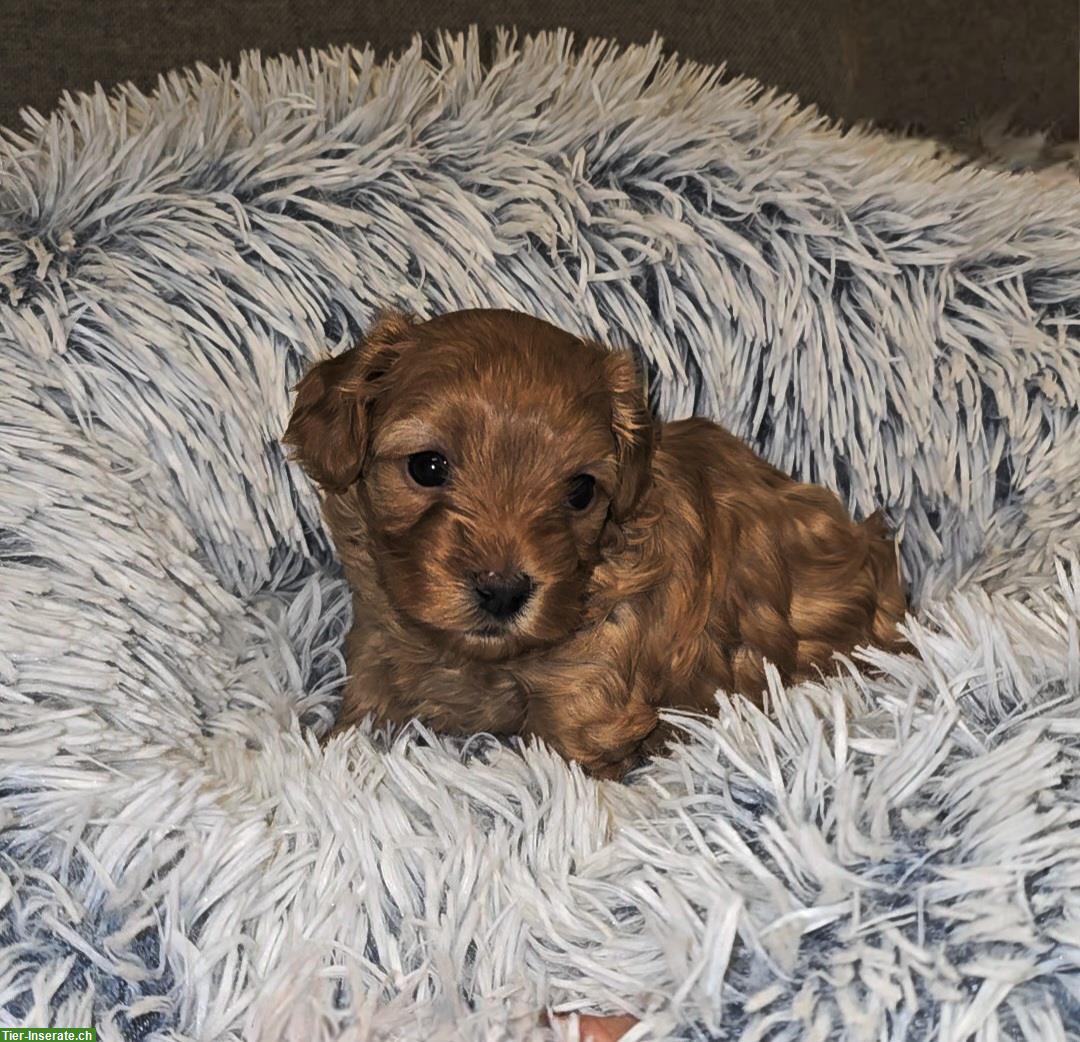 Bild 3: Wunderschöne Maltipoo Welpen in apricot