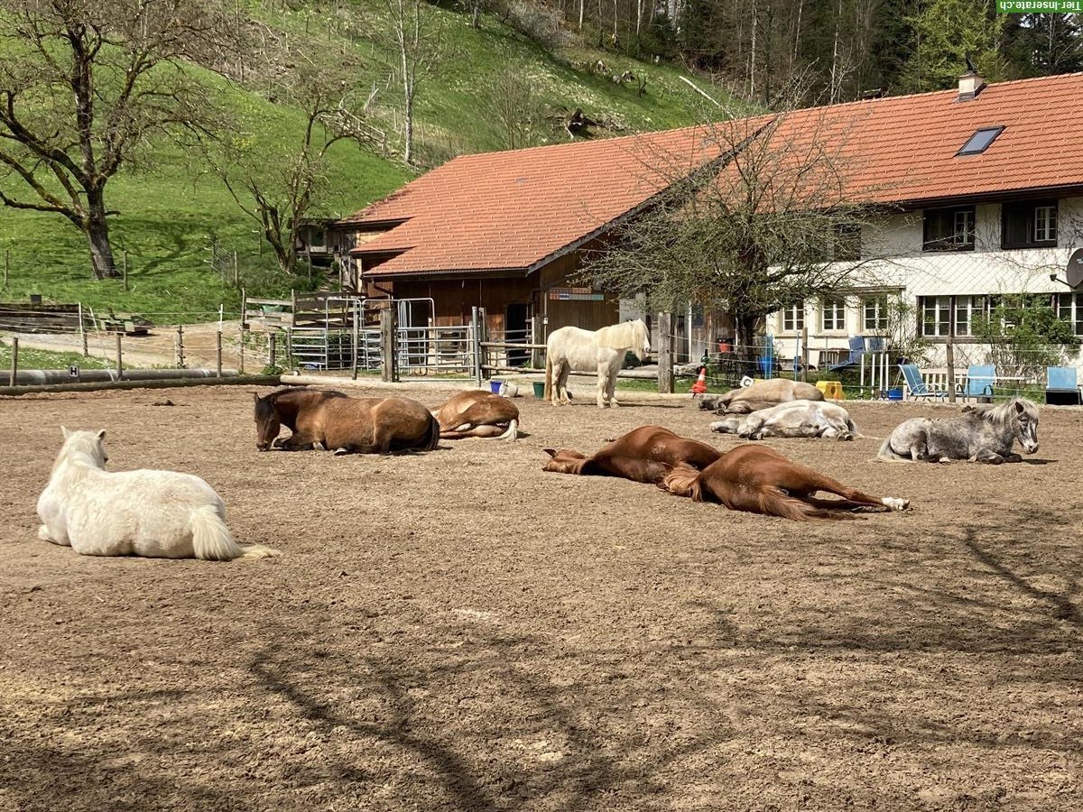 Bild 2: 2 Pensionsplätze für Ponys oder Maultiere