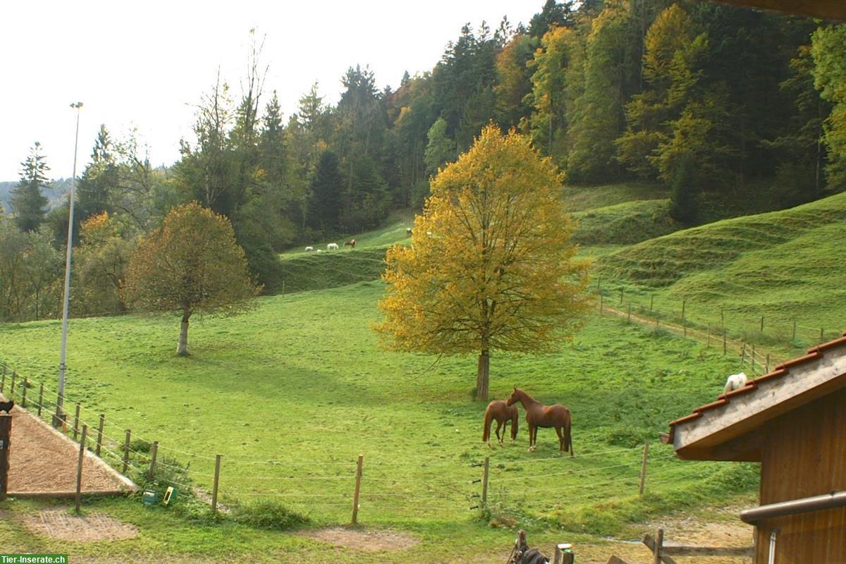 Bild 4: 2 Pensionsplätze für Ponys oder Maultiere