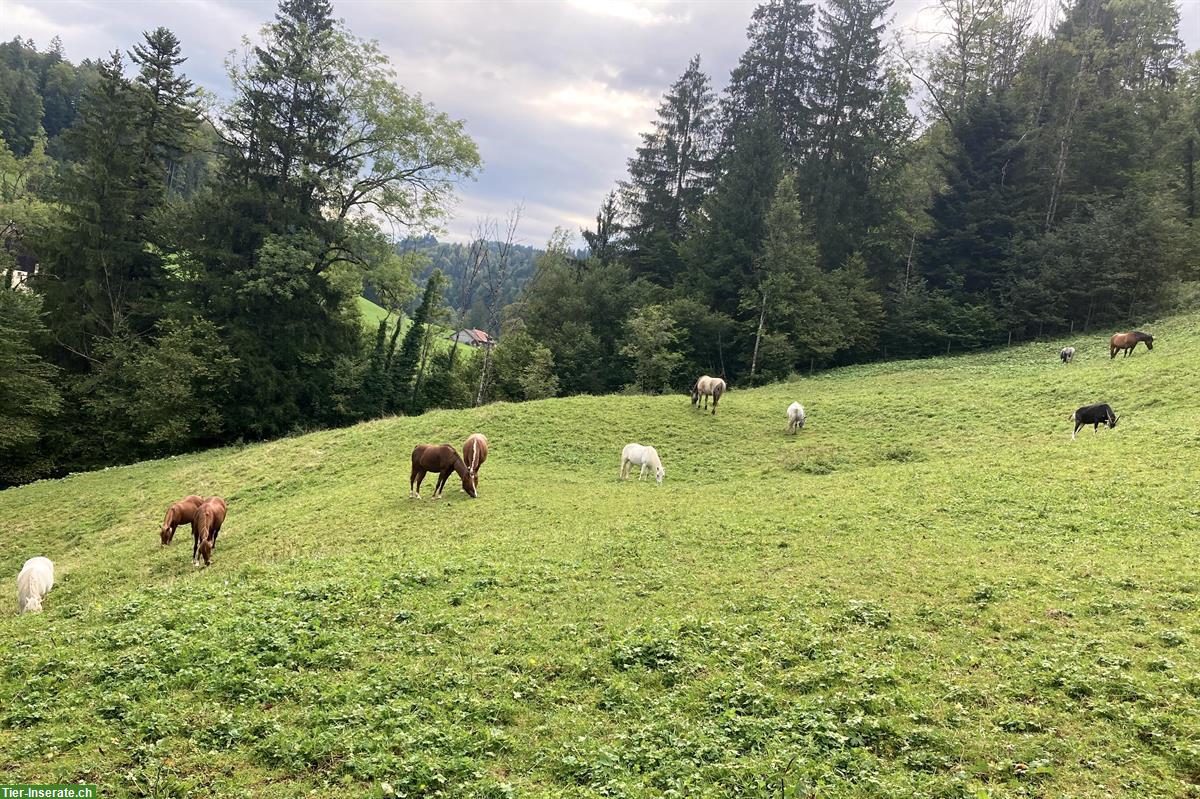 Bild 5: 2 Pensionsplätze für Ponys oder Maultiere