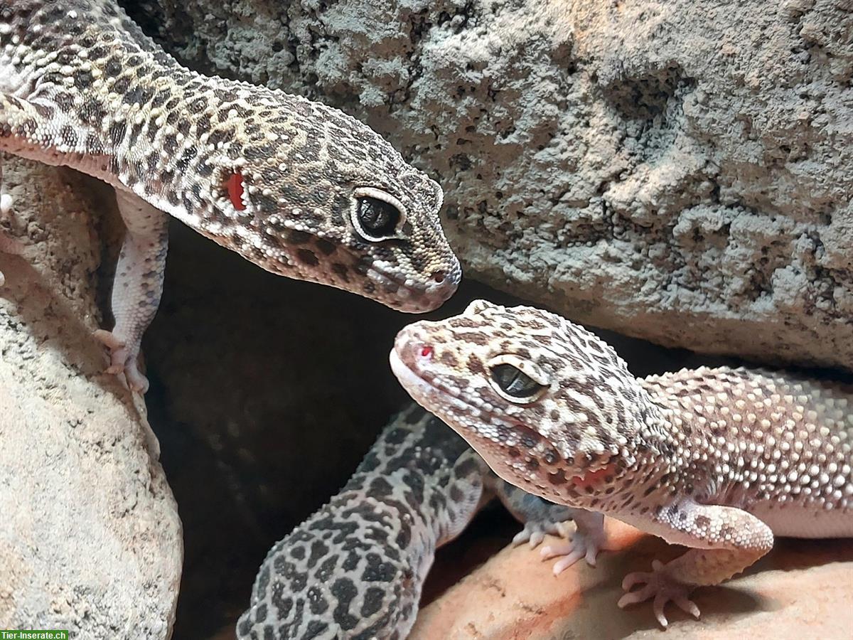 0.3 Leopardgeckos, Eublepharis macularius mit Terrarium