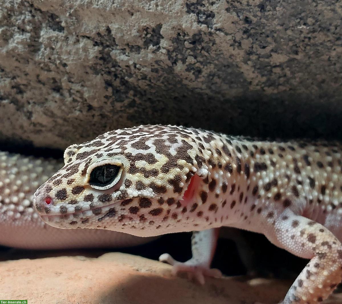 Bild 4: 0.3 Leopardgeckos, Eublepharis macularius mit Terrarium