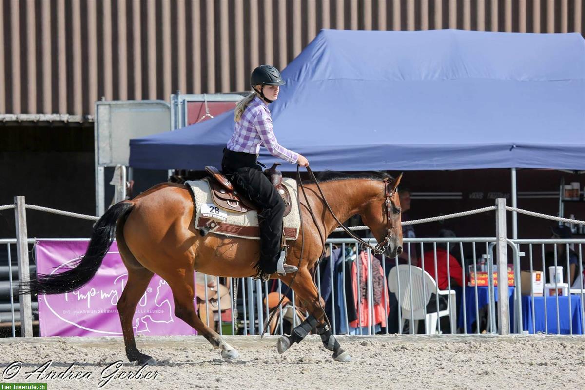 Bild 2: Biete Western Reitbeteiligung auf Quarter Horse Stute