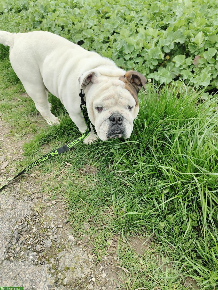 Giorgio, der Englische Bulldogge Rüde, 5-jährig