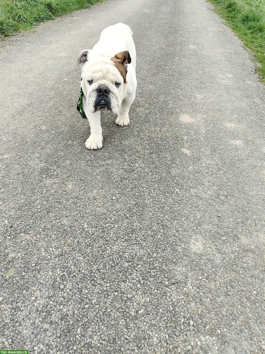 Bild 3: Giorgio, der Englische Bulldogge Rüde, 5-jährig