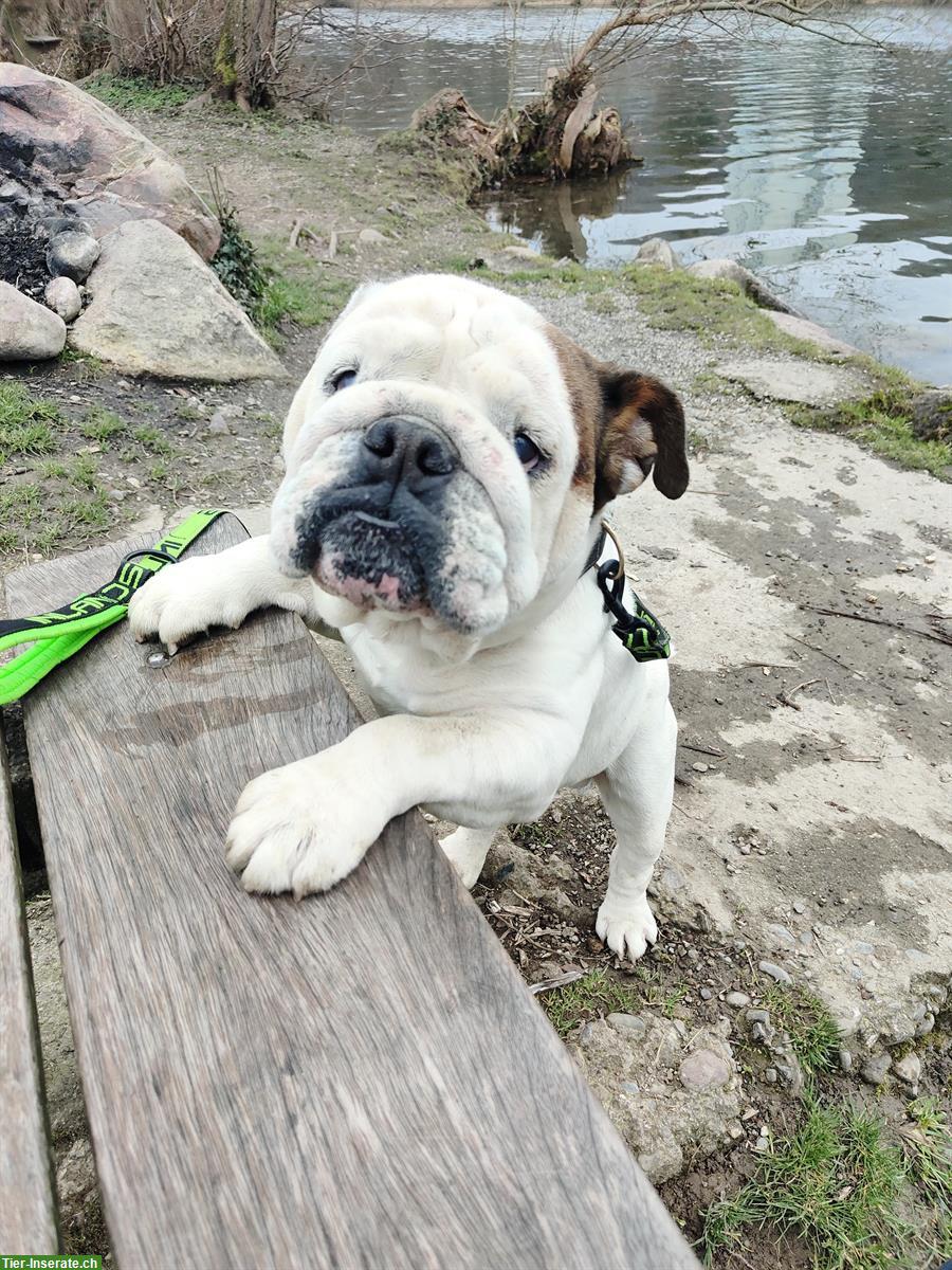 Bild 4: Giorgio, der Englische Bulldogge Rüde, 5-jährig