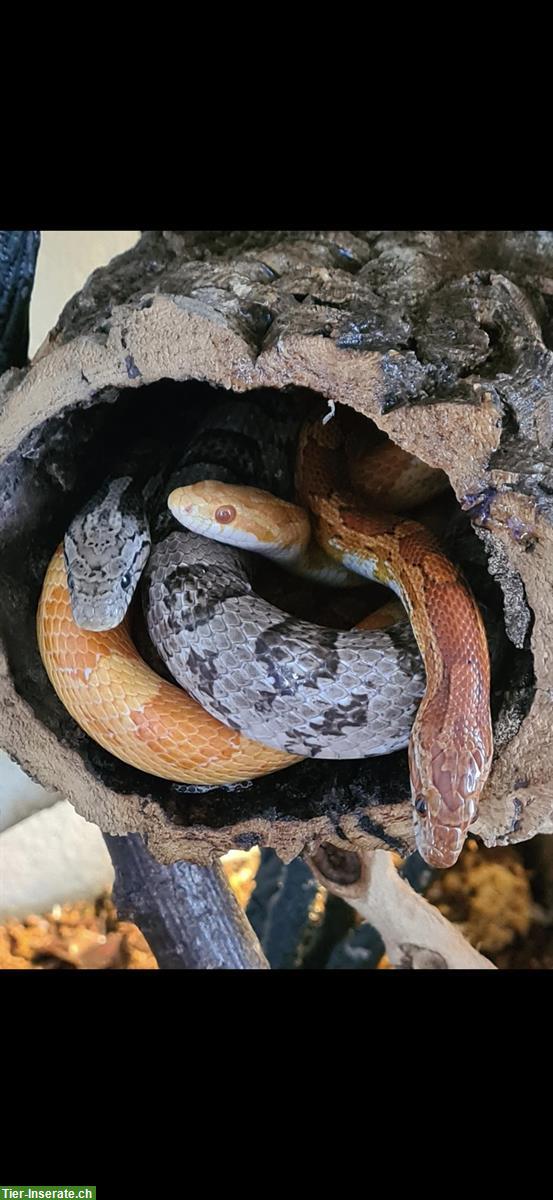 Bild 3: 2 Terrarien mit oder ohne Kornnattern abzugeben