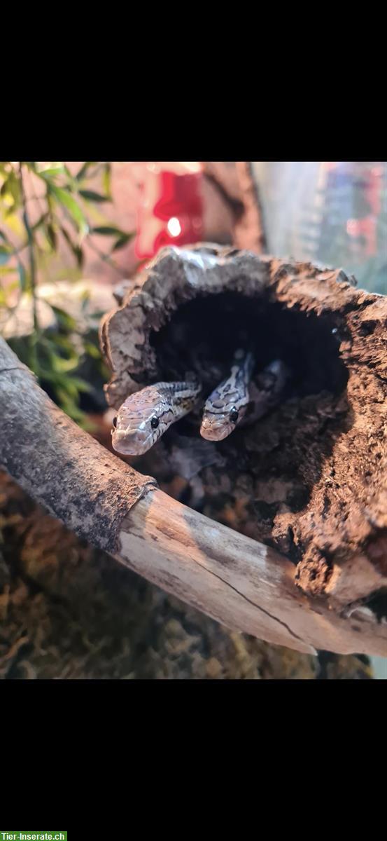 Bild 4: 2 Terrarien mit oder ohne Kornnattern abzugeben