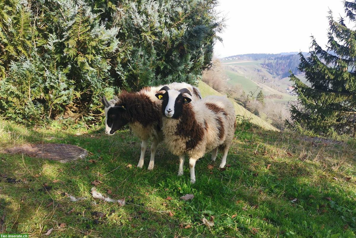 2 Jakobschaf Auen und 1 Kastrat zu verkaufen