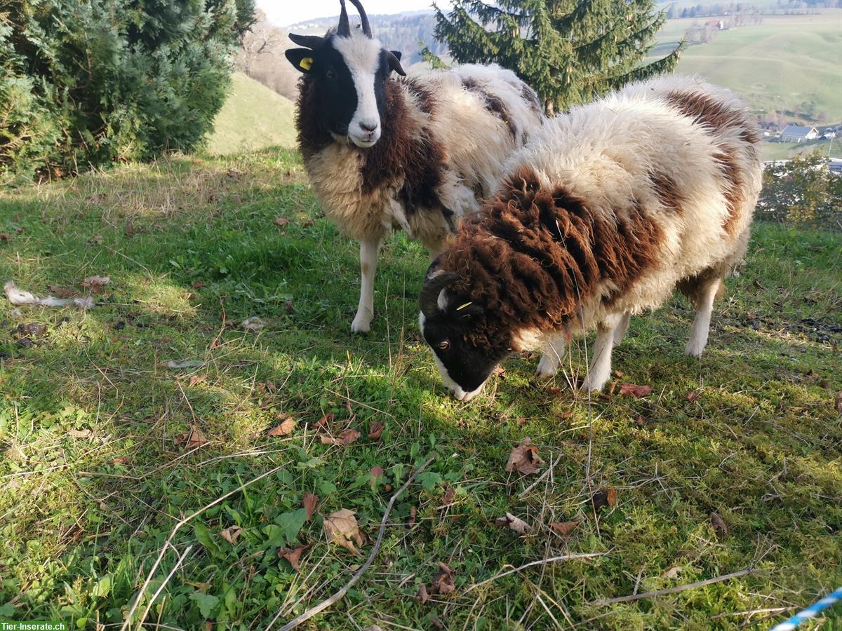 Bild 5: 2 Jakobschaf Auen und 1 Kastrat zu verkaufen