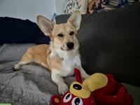 Blondie, eine Welsh Corgi Pembroke Hündin