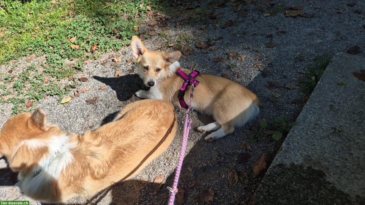 Bild 2: Blondie, eine Welsh Corgi Pembroke Hündin