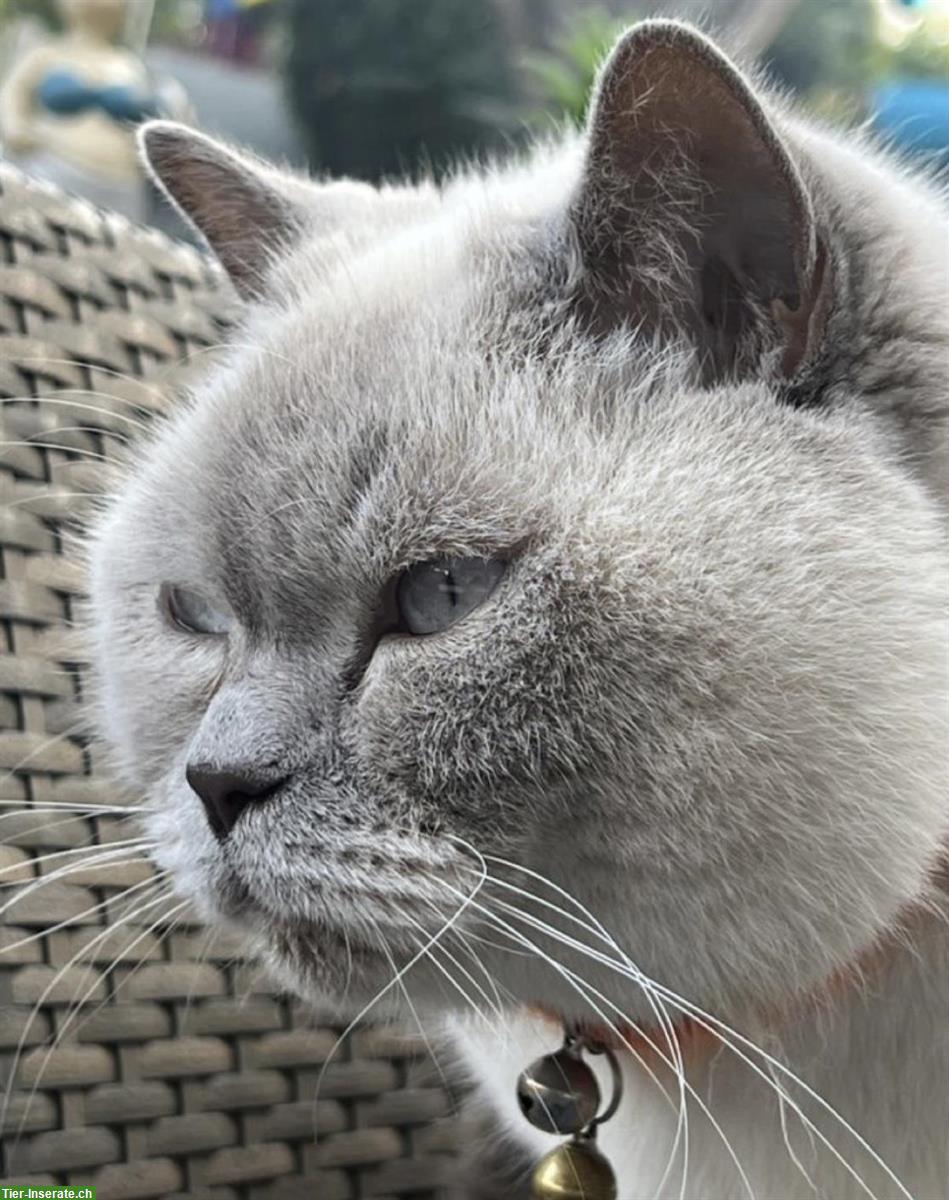 Bild 2: Deckkater BKH erwartet BKH Damen Besuch