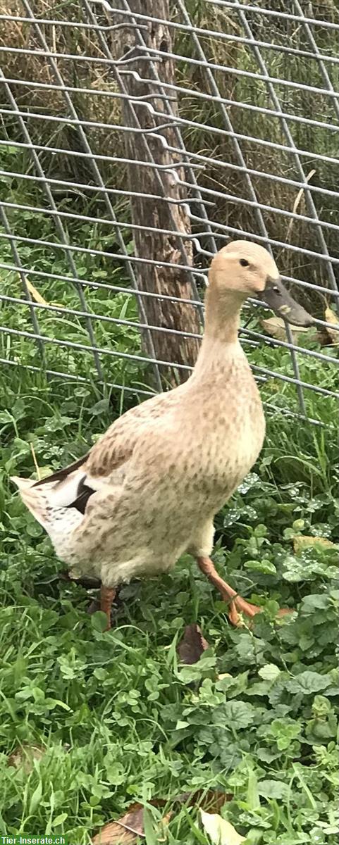 Junge Laufenten Dame aus Naturbrut