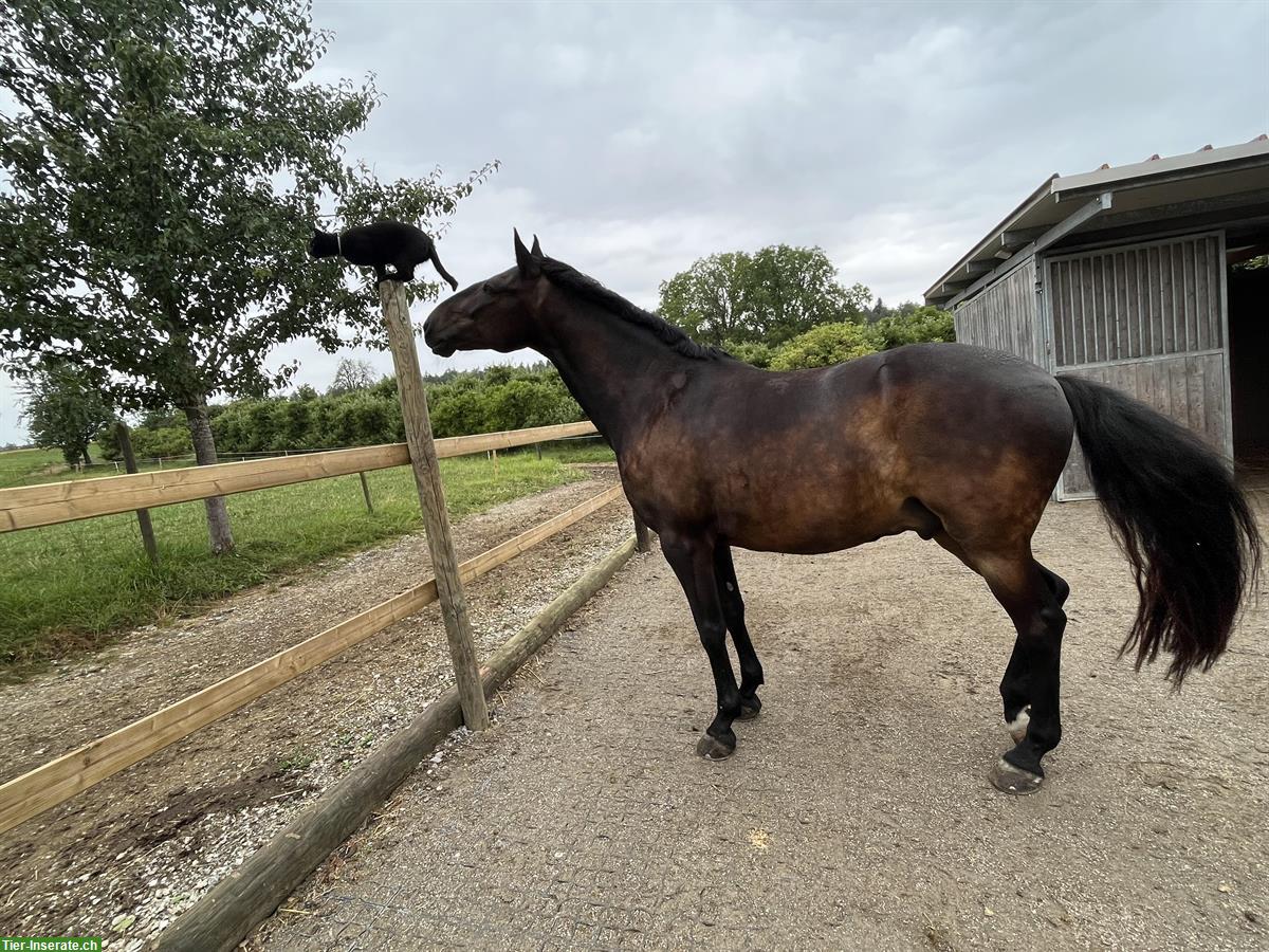 Bild 3: 8-jähriger Lusitano Wallach zu verkaufen