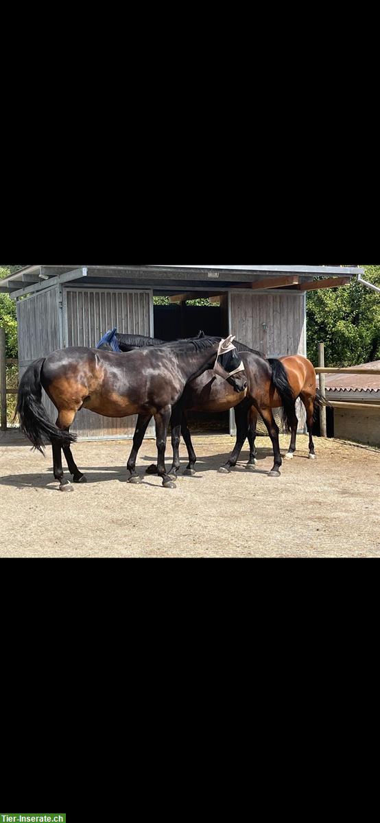 Bild 5: 8-jähriger Lusitano Wallach zu verkaufen