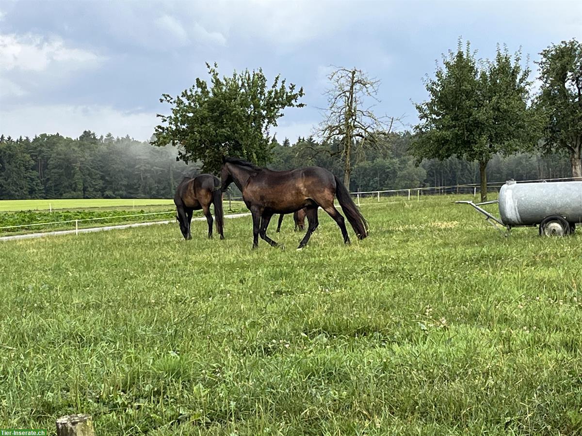 Bild 6: 8-jähriger Lusitano Wallach zu verkaufen