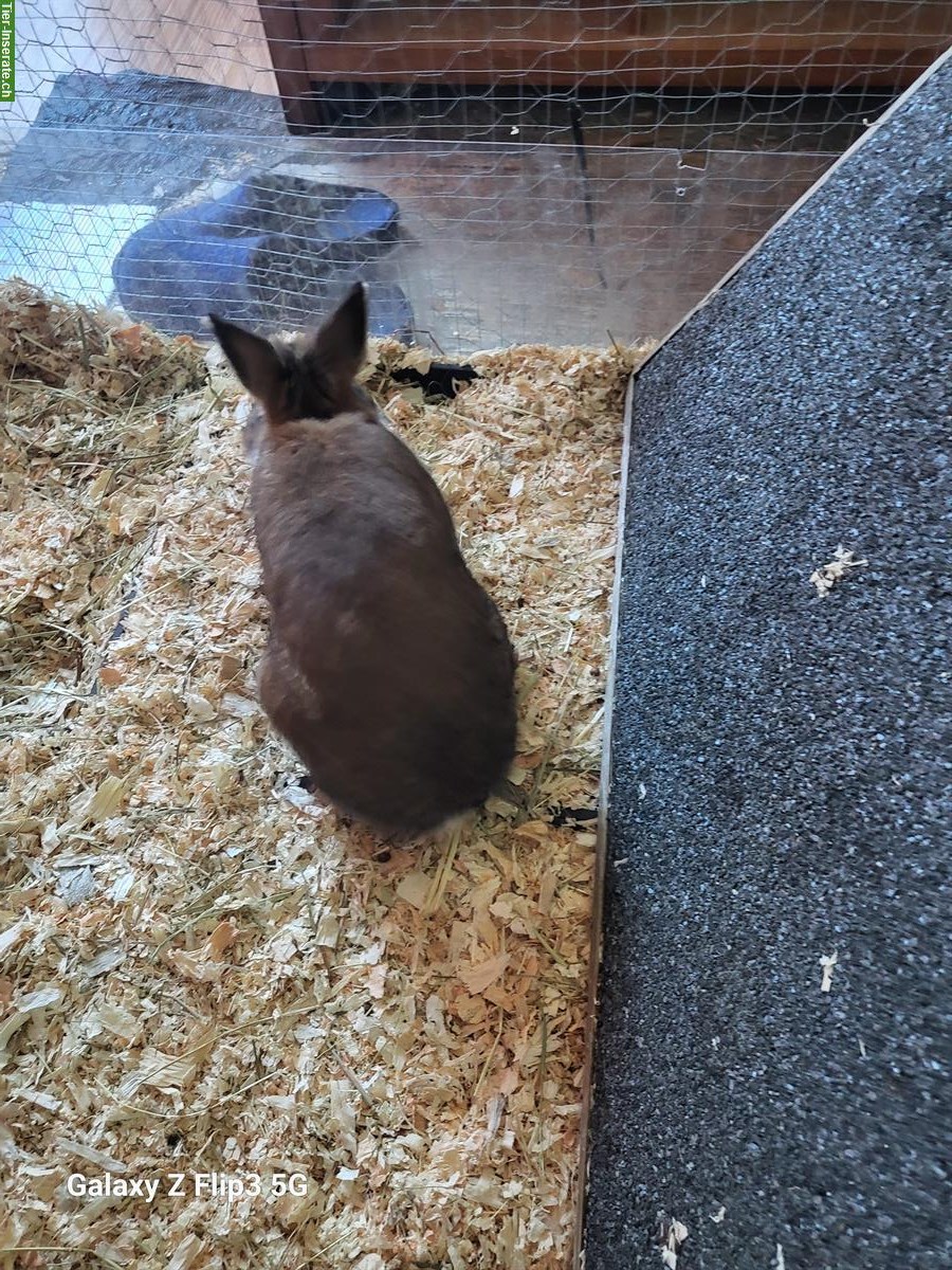 Bild 2: 2 Löwenköpfchen, männlich nicht kastriert