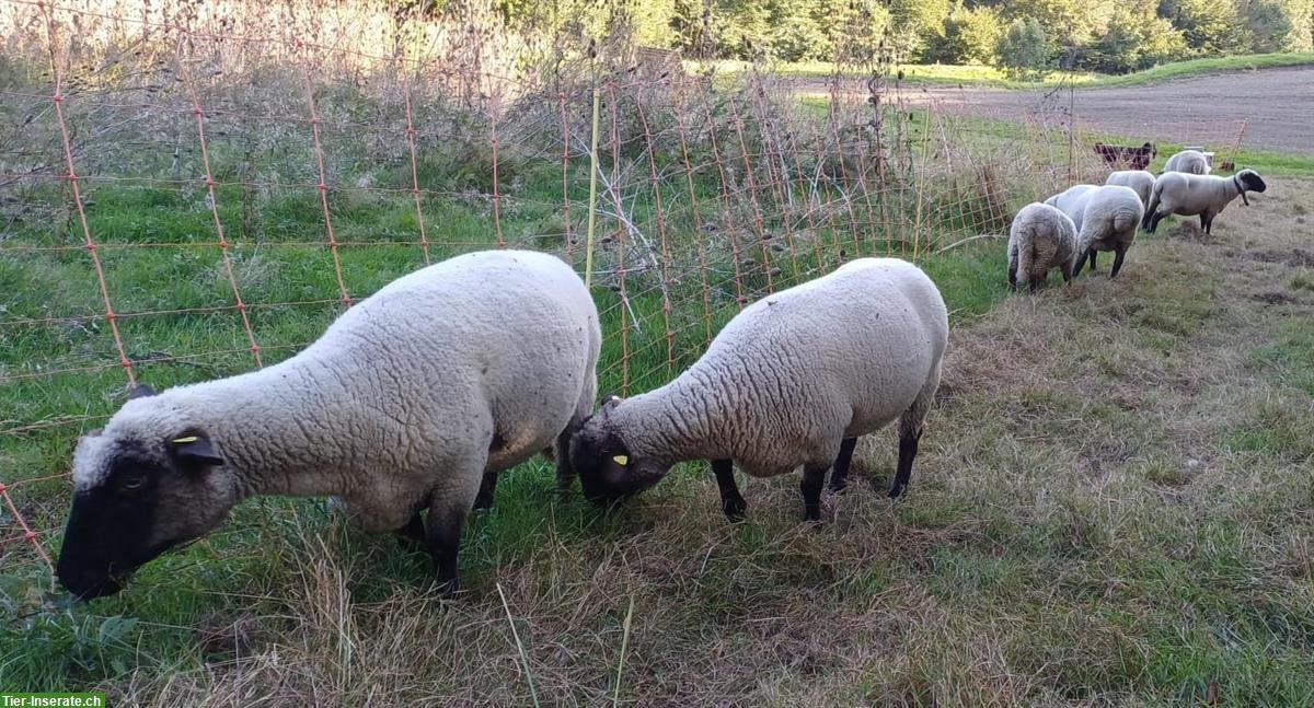 Bild 3: 5 Shropshire Auen mit Widder zu verkaufen