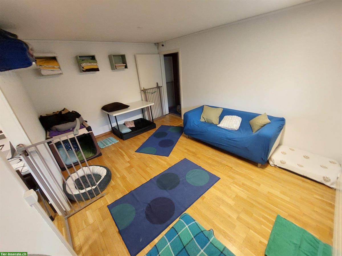 Bild 5: Helle 4.5 Zimmer Wohnung frei in Embrach ZH