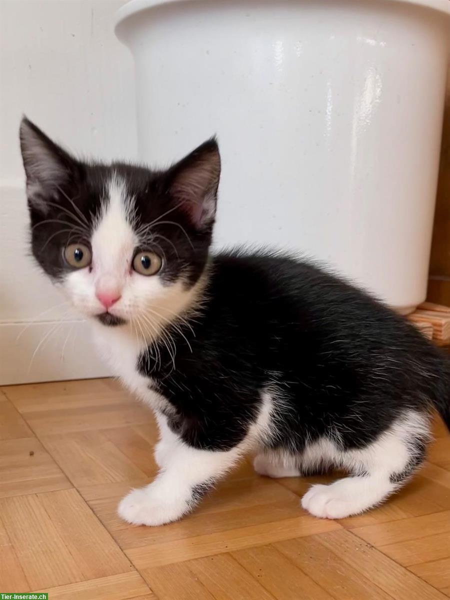 Bild 4: Junge Katzenbabys - weisse Perser x Norwegische Waldkatze