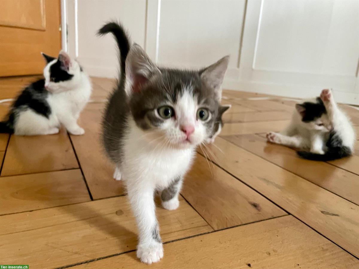 Bild 8: Junge Katzenbabys - weisse Perser x Norwegische Waldkatze