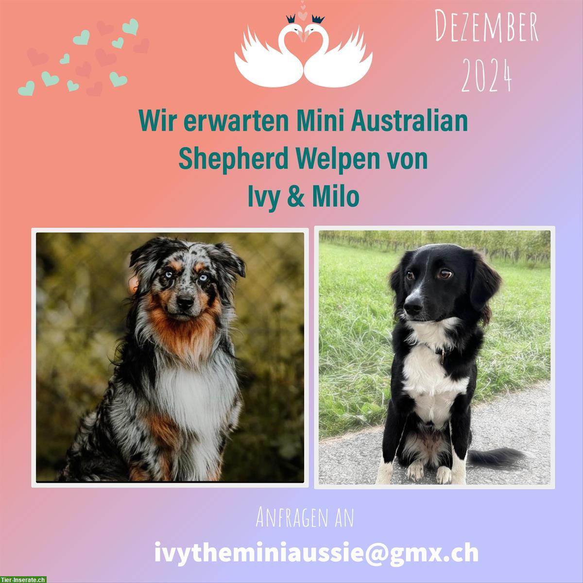 Mini Australian Shepherd Welpen | Wurfankündigung