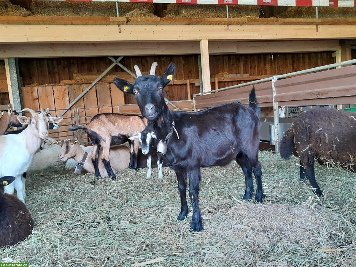 Schöne Nera Verzasca Ziege zu verkaufen