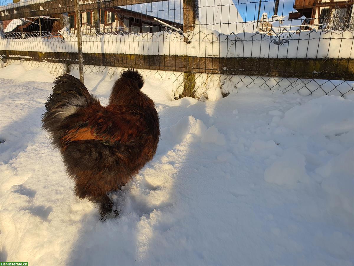 Bild 2: GRATIS: Mehrere Seidenhuhn Hähne verschenken