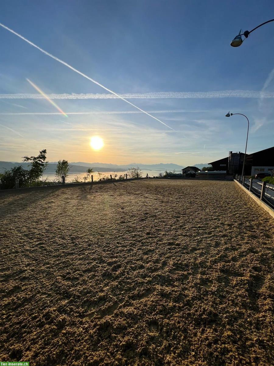 Bild 2: 1 bis 2 Auslaufboxen frei in Wädenswil ZH