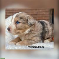 Australian Shepherd x Bernersennen Mischlingswelpen zu verkaufen