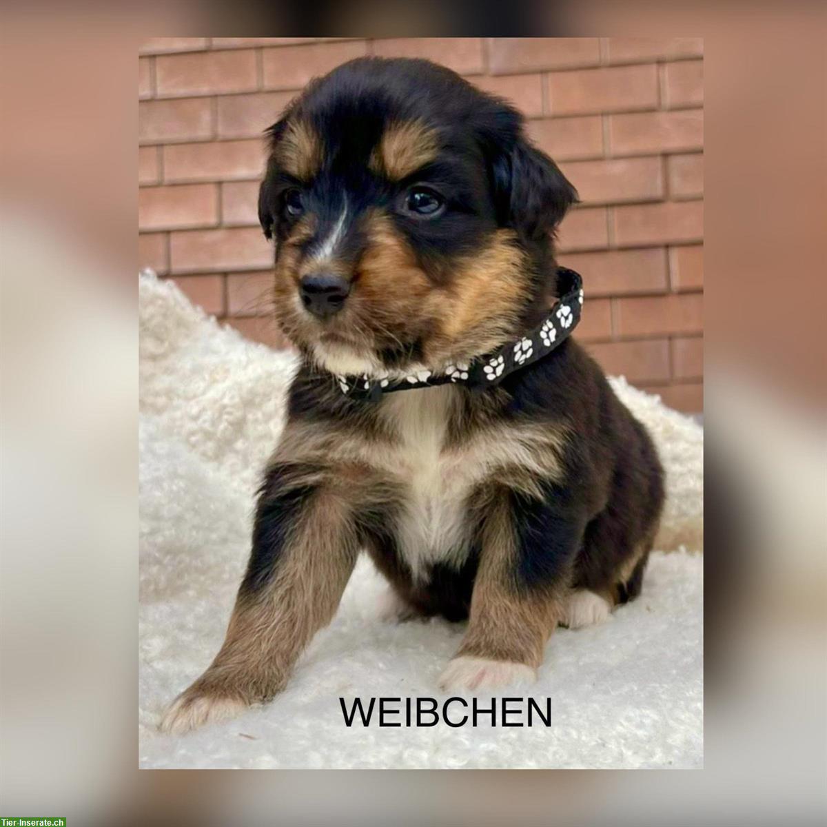 Bild 10: Australian Shepherd x Bernersennen Mischlingswelpen zu verkaufen