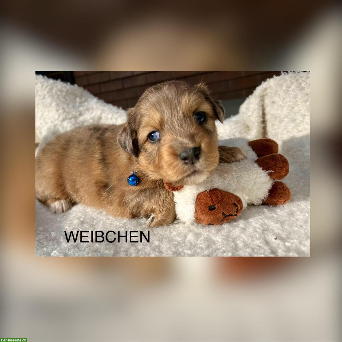 Bild 2: Australian Shepherd x Bernersennen Mischlingswelpen zu verkaufen