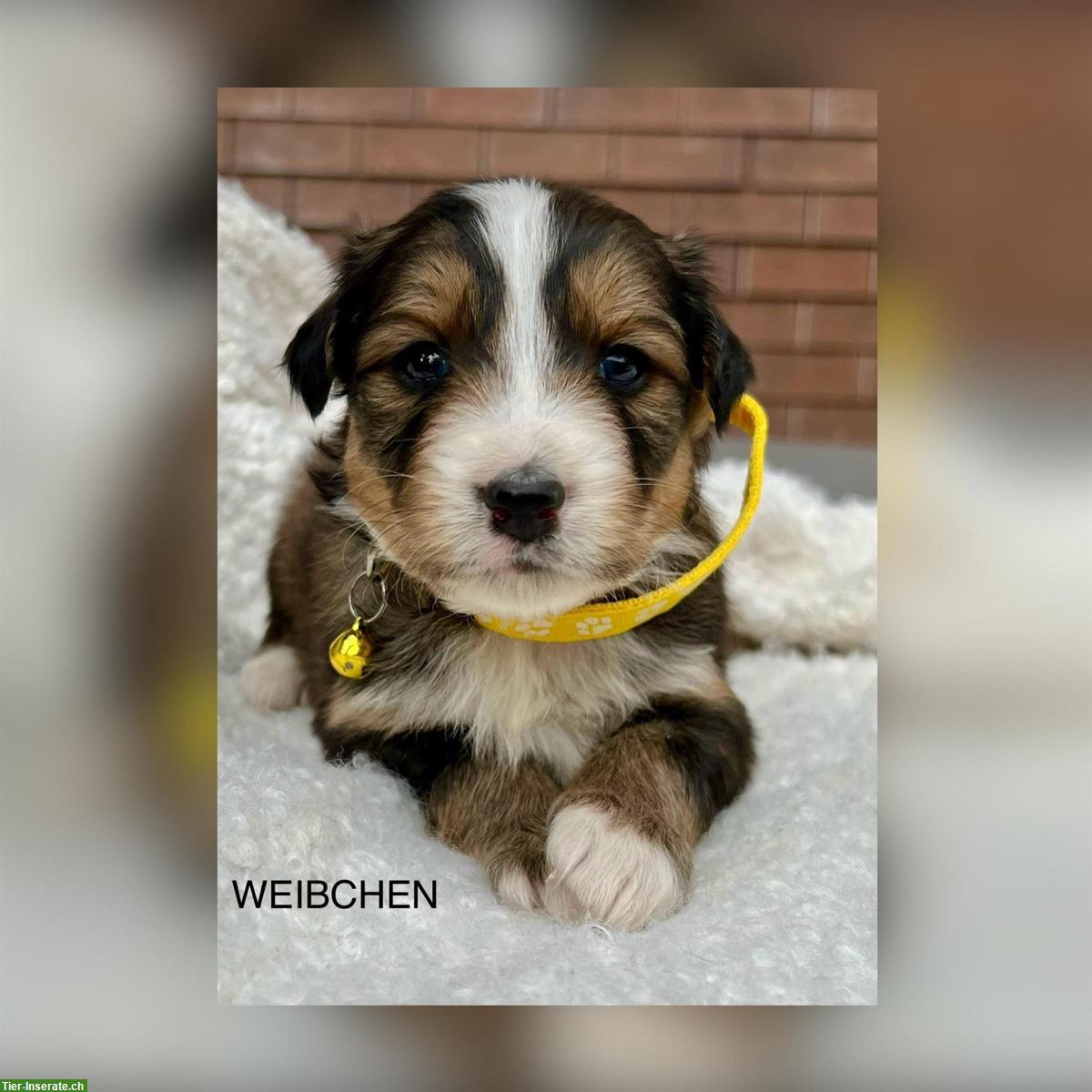 Bild 3: Australian Shepherd x Bernersennen Mischlingswelpen zu verkaufen