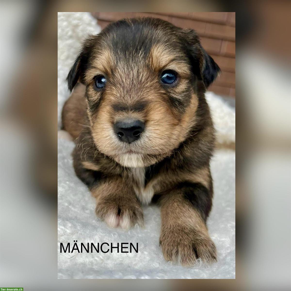 Bild 4: Australian Shepherd x Bernersennen Mischlingswelpen zu verkaufen