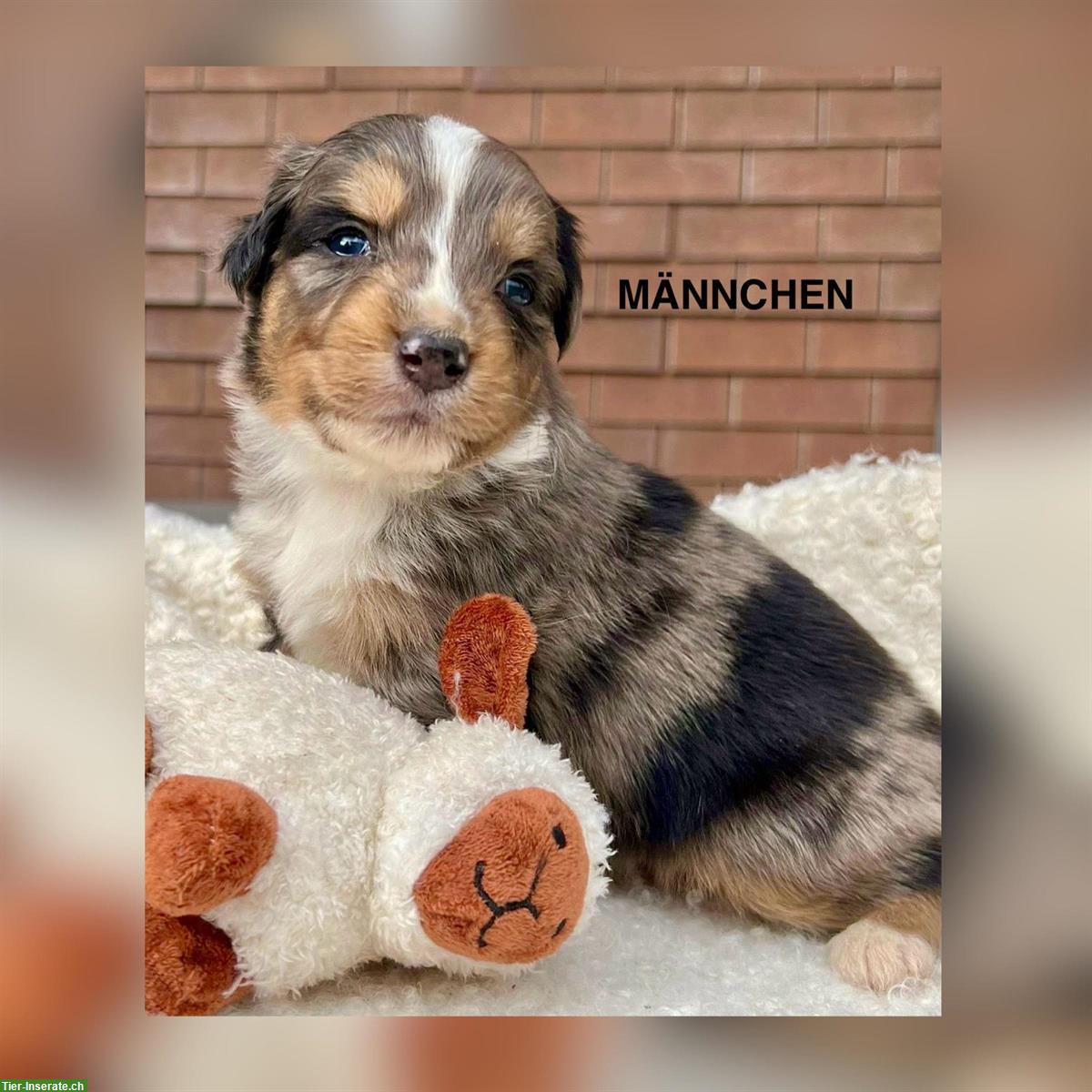 Bild 5: Australian Shepherd x Bernersennen Mischlingswelpen zu verkaufen