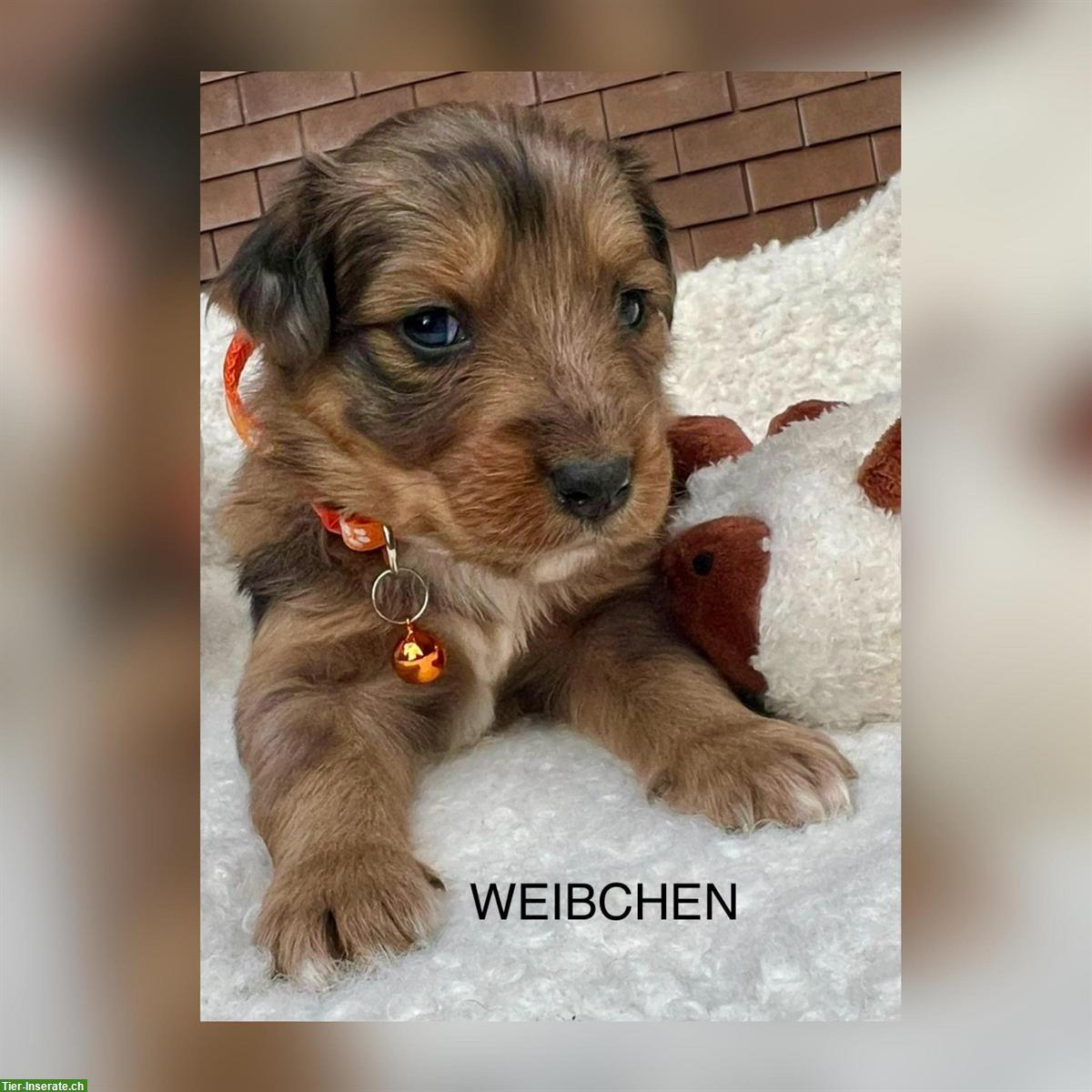 Bild 6: Australian Shepherd x Bernersennen Mischlingswelpen zu verkaufen