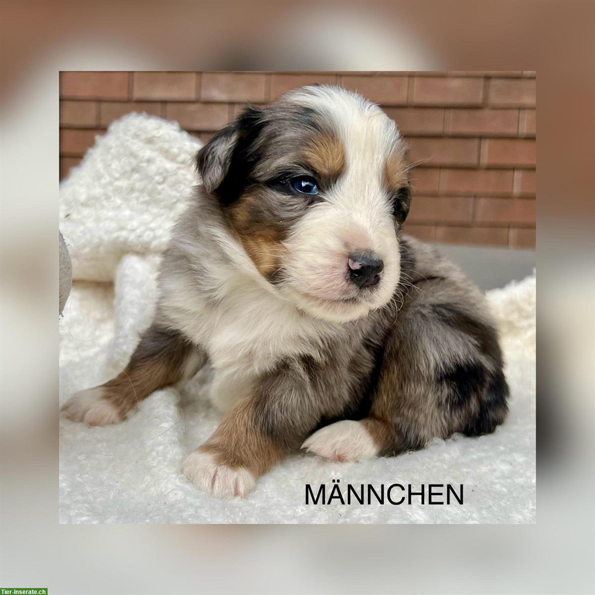 Bild 7: Australian Shepherd x Bernersennen Mischlingswelpen zu verkaufen