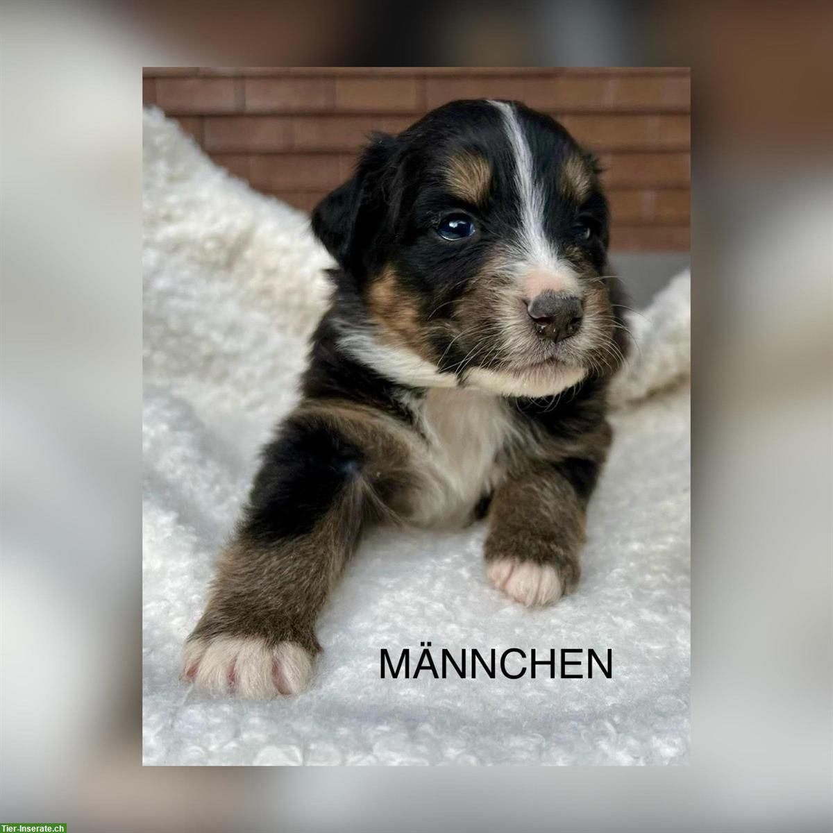 Bild 8: Australian Shepherd x Bernersennen Mischlingswelpen zu verkaufen