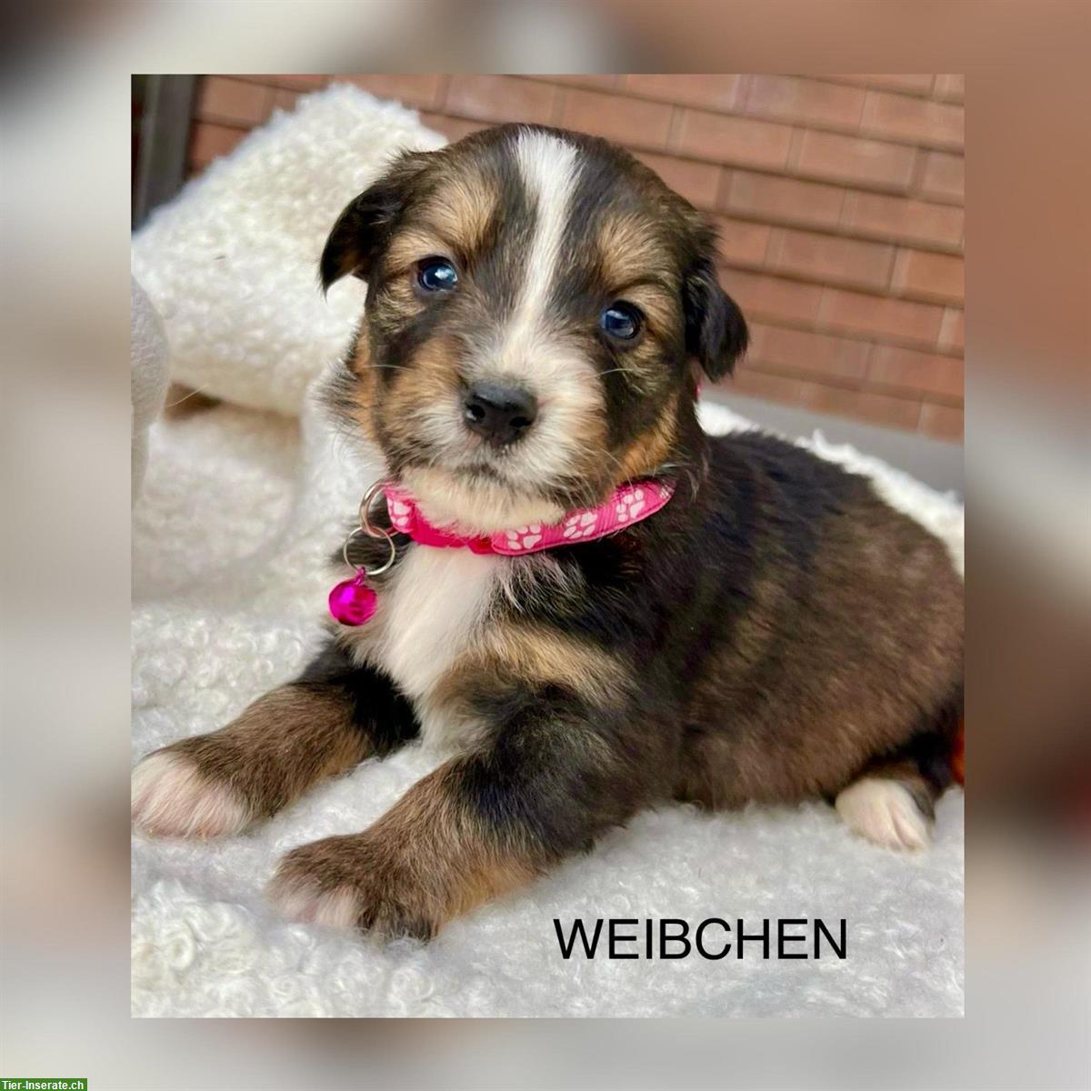 Bild 9: Australian Shepherd x Bernersennen Mischlingswelpen zu verkaufen