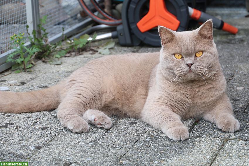 Bild 2: BKH Kater, 8-jährig, kastriert abzugeben