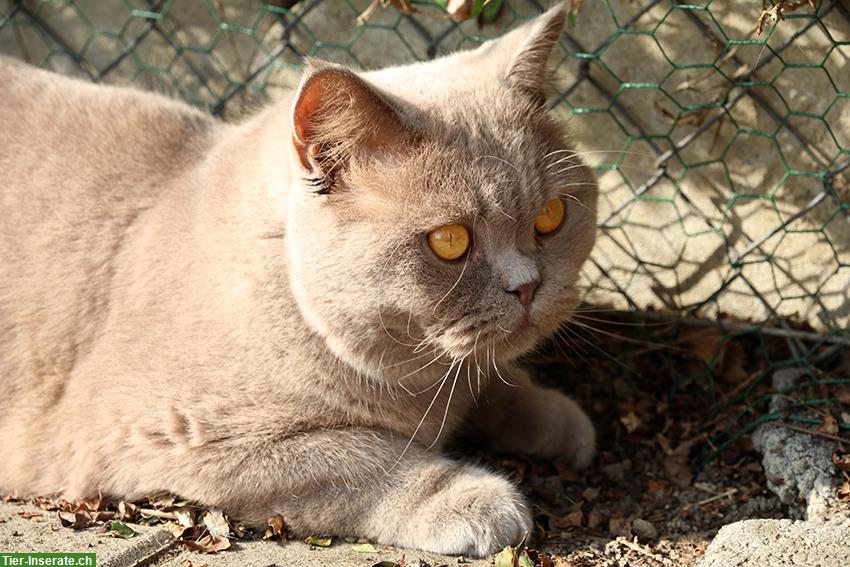 Bild 3: BKH Kater, 8-jährig, kastriert abzugeben