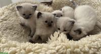 Reinrassige Ragdoll Kitten suchen ein Zuhause