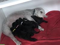 Bedlington Terrier Welpen suche ein Zuhause