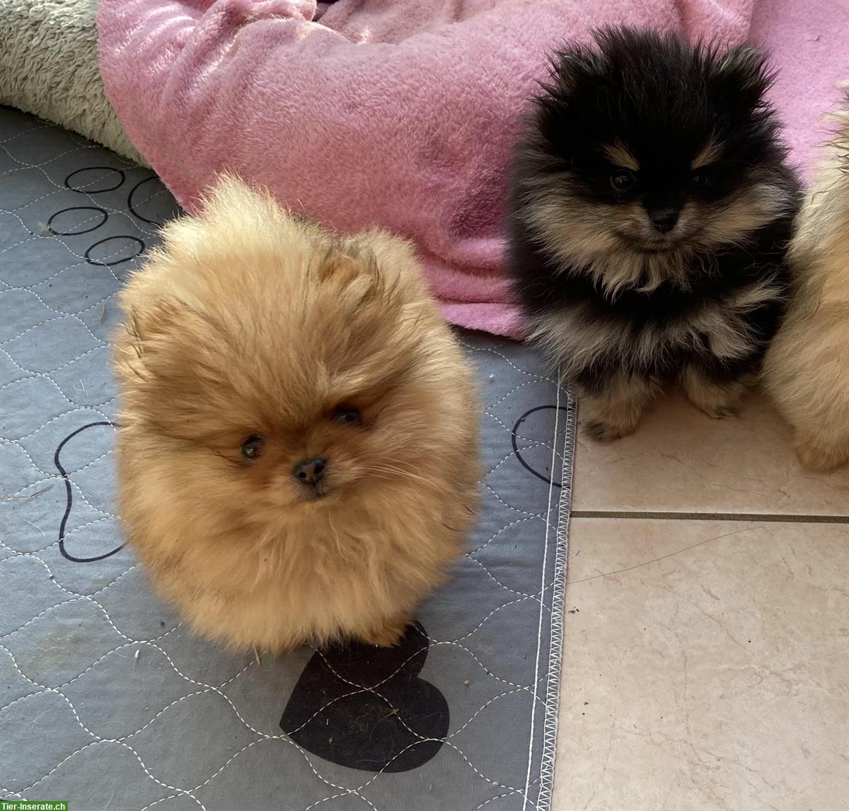 Bild 6: Pomeranian / Zwergspitz Welpen aus Schweizer Hobbyzucht